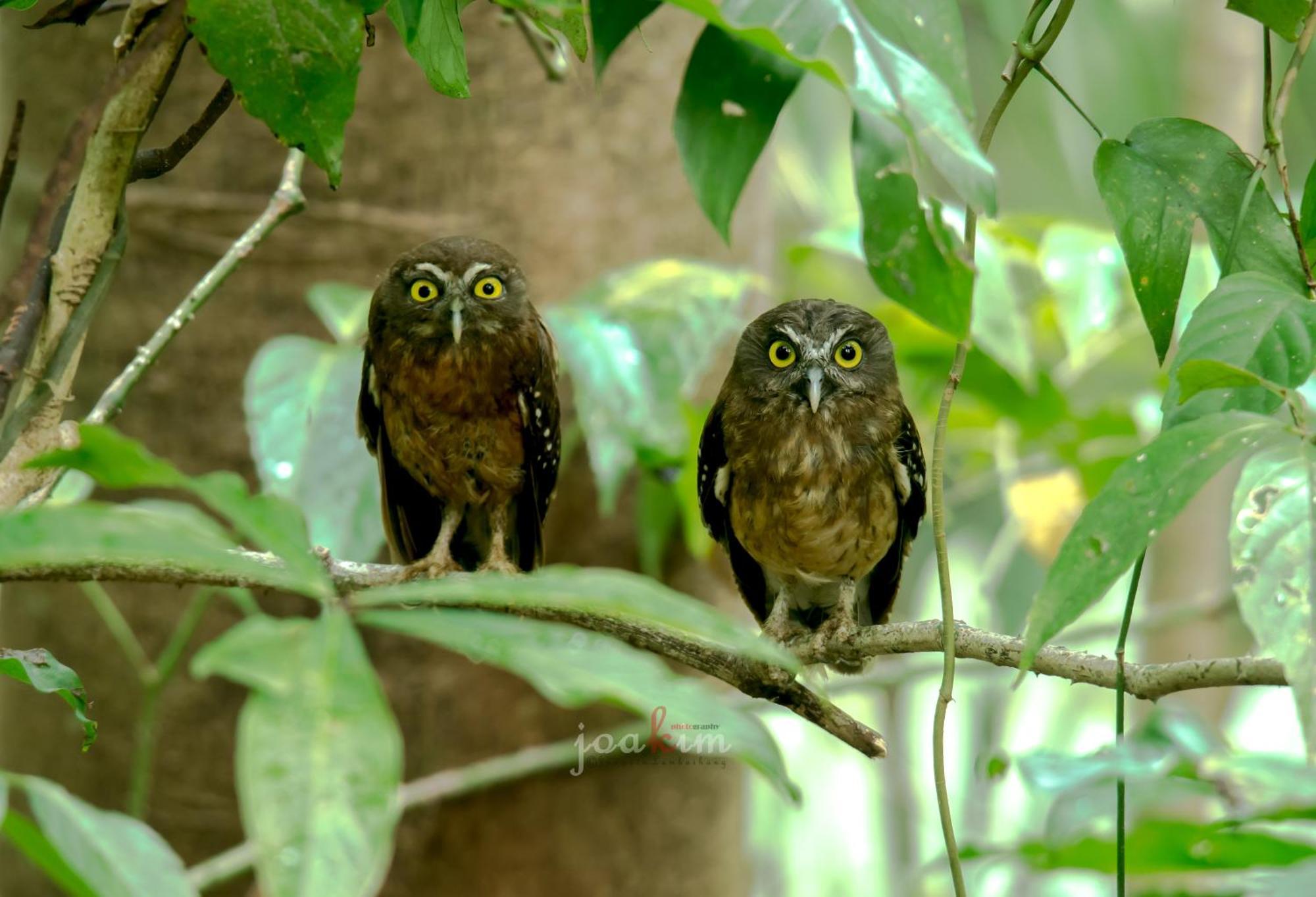 Tangkoko Backpacker Home Stay Rinondoran Zewnętrze zdjęcie