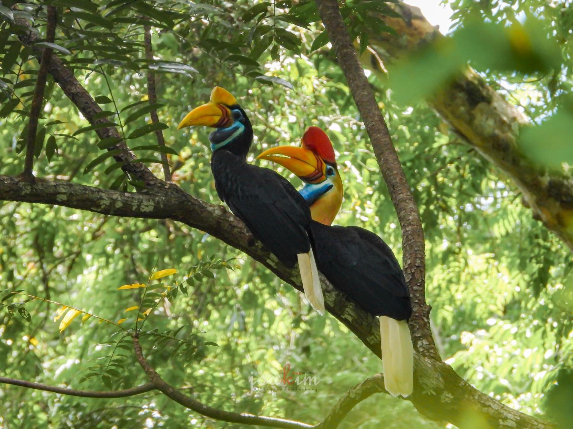 Tangkoko Backpacker Home Stay Rinondoran Zewnętrze zdjęcie