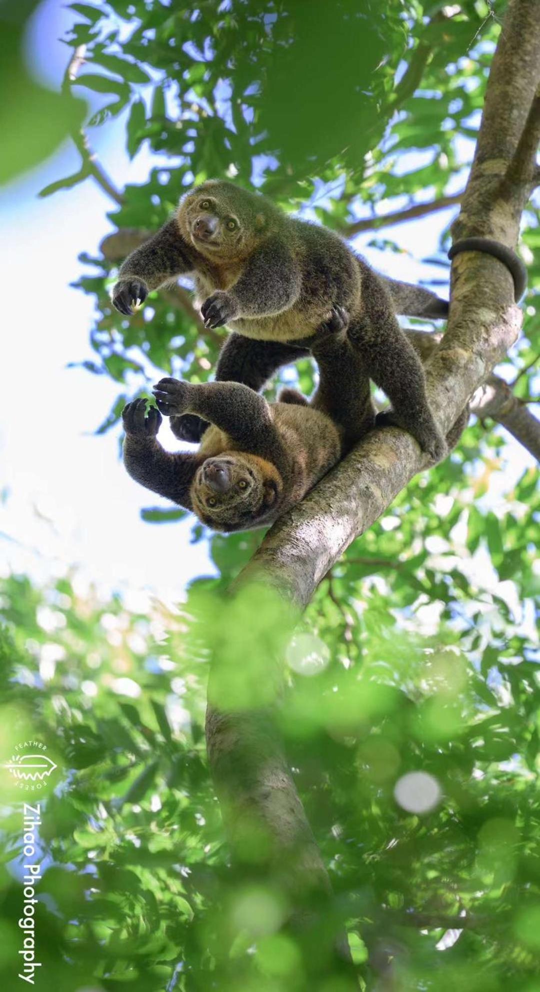Tangkoko Backpacker Home Stay Rinondoran Zewnętrze zdjęcie