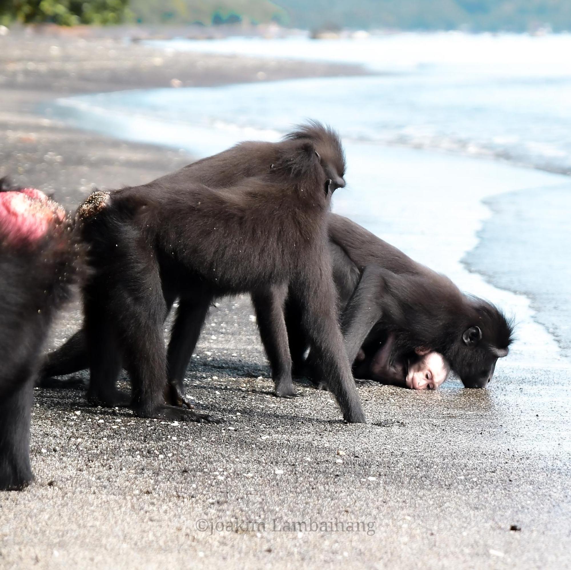 Tangkoko Backpacker Home Stay Rinondoran Zewnętrze zdjęcie